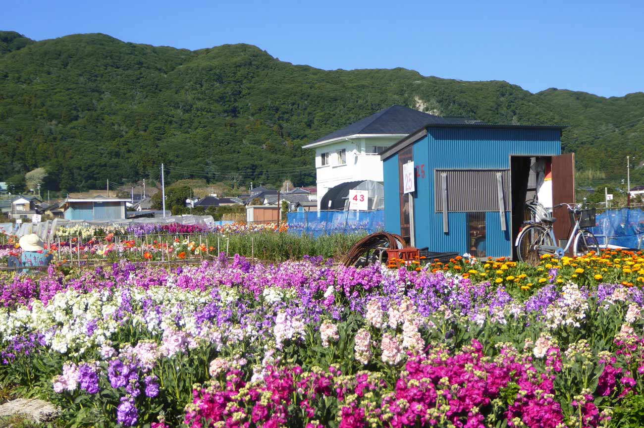 【千倉町千田の花畑】