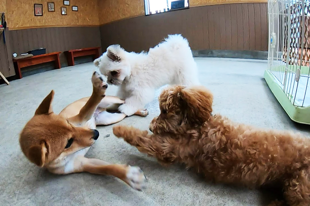 【店内で遊ぶ犬たち】