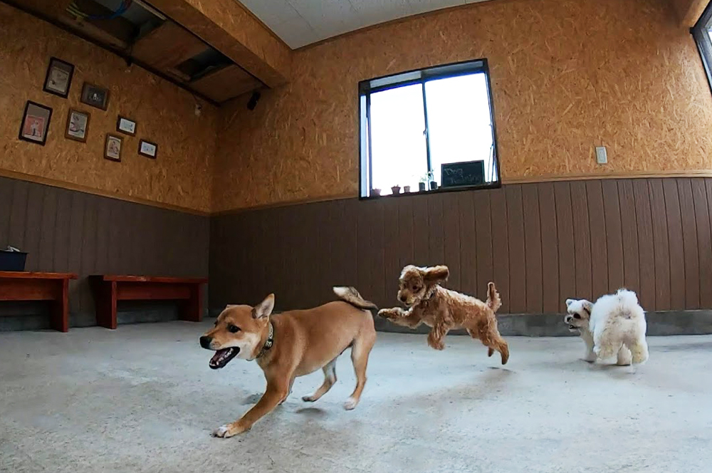 【店内で運動する犬】