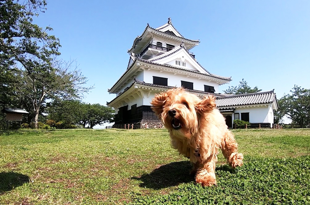 【散歩（館山城）】