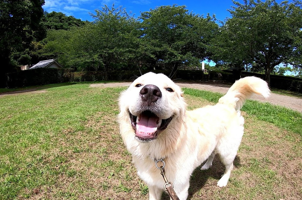 【散歩（大房岬自然公園）】