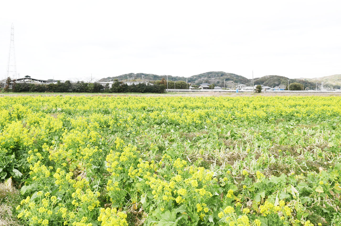 【自宅前の菜の花畑】