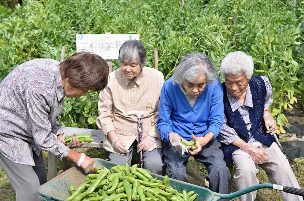 【アイリス農園（提供：社会福祉法人白寿会）】