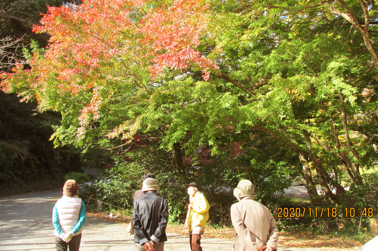 【紅葉の見学（小松寺）】