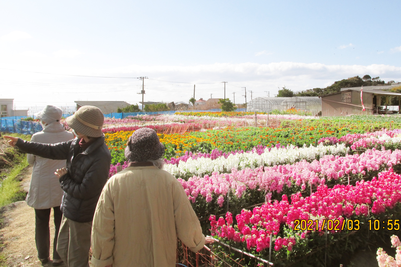 【白間津の花畑】