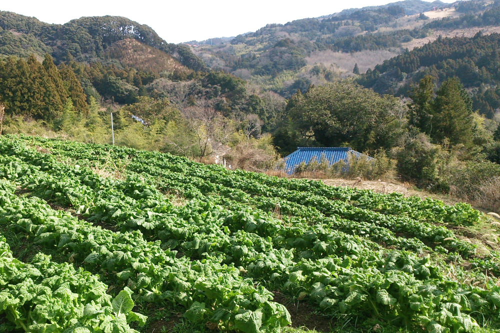 【周囲より標高が高い荒川の農地】