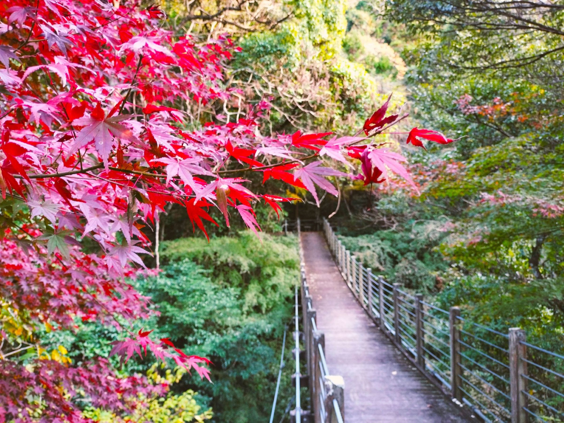 かじか橋/三芳地区