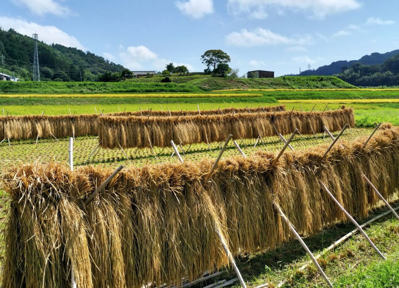 はざ掛け/三芳地区