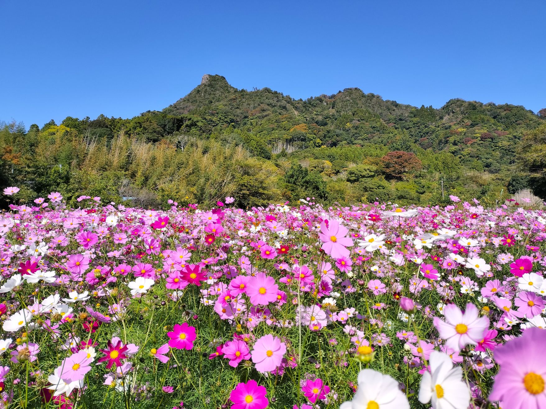 伊予ヶ岳/富山地区