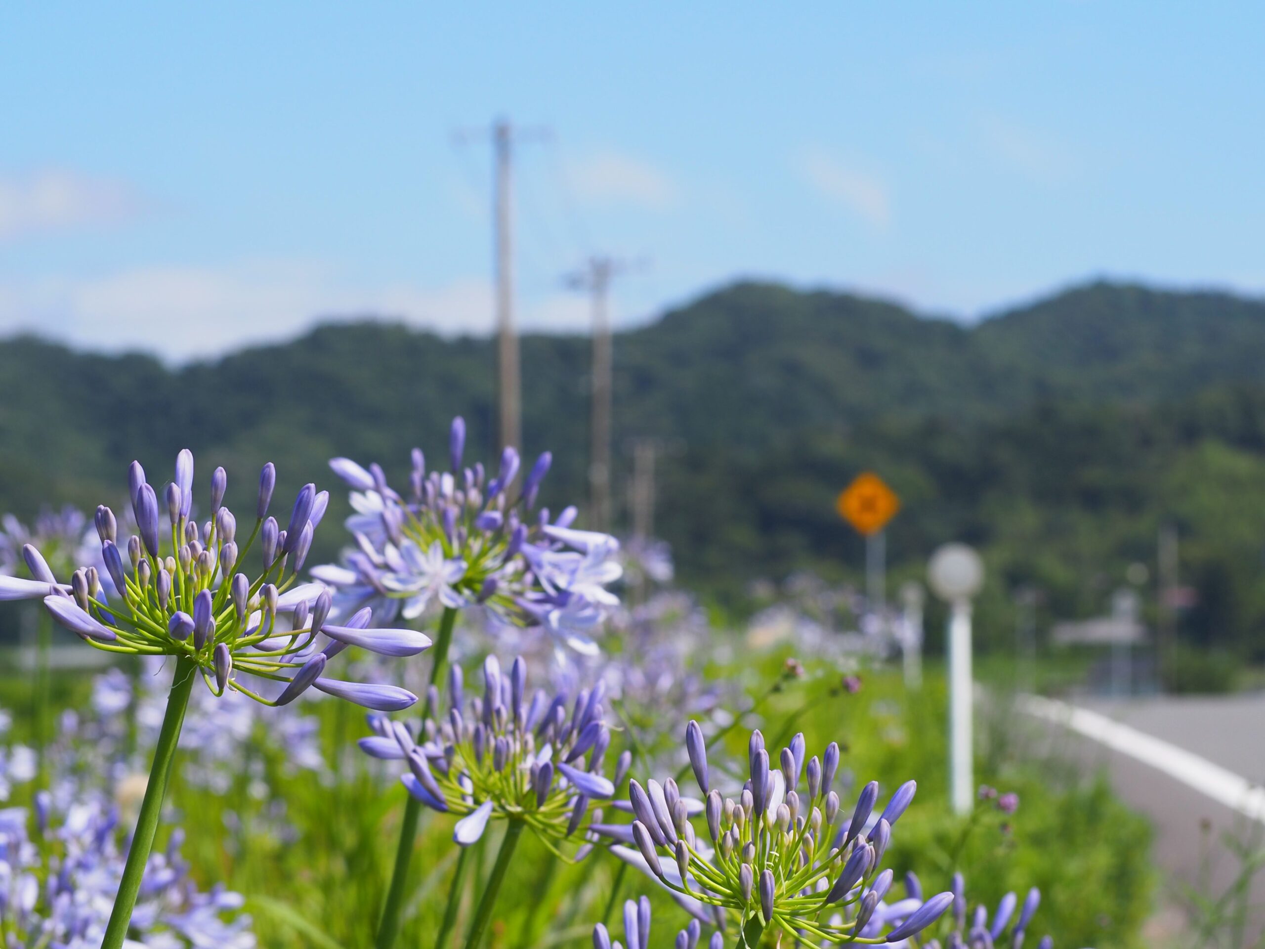 アガパンサスの道/富山地区