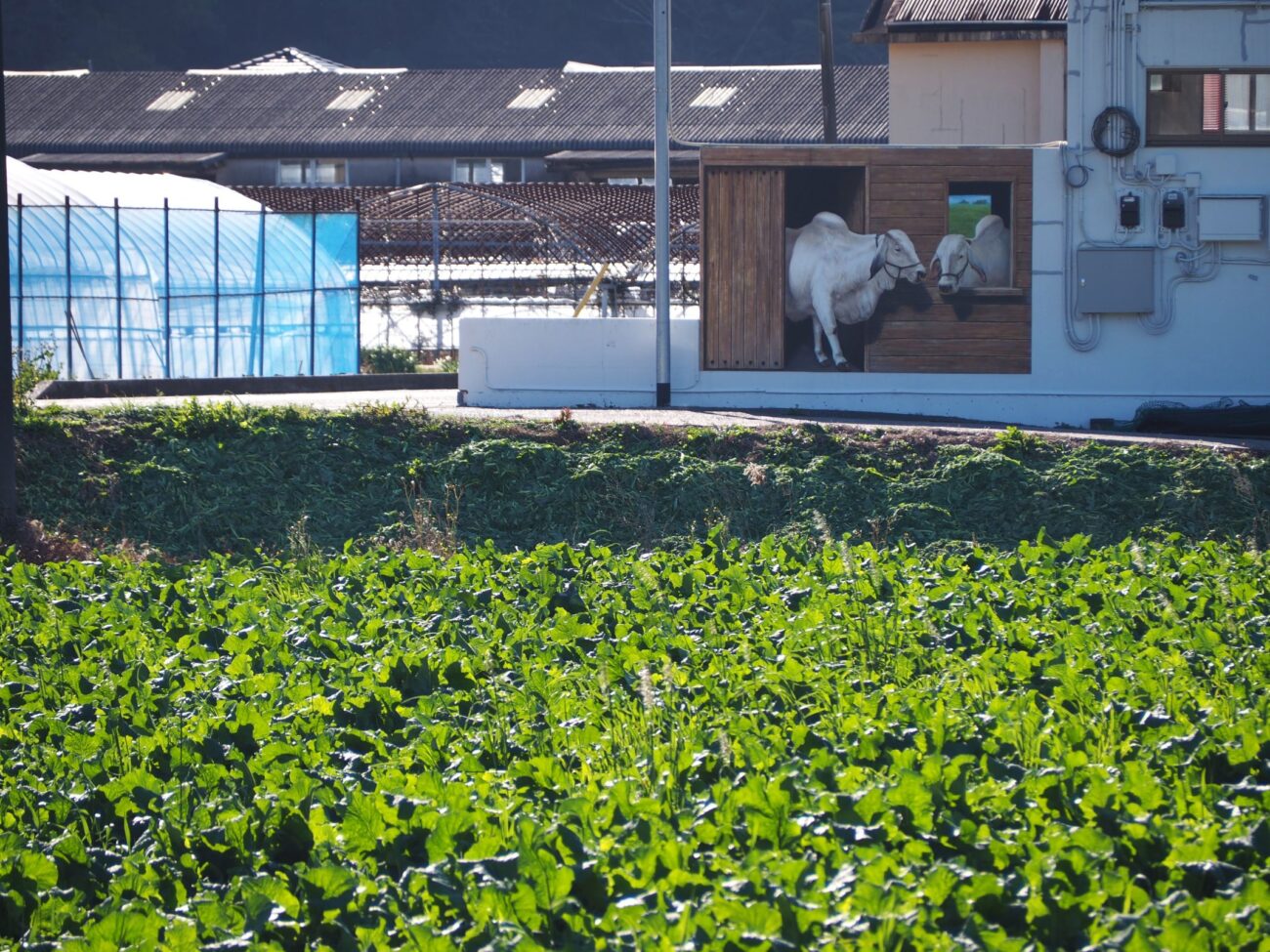 トリックアート/丸山地区