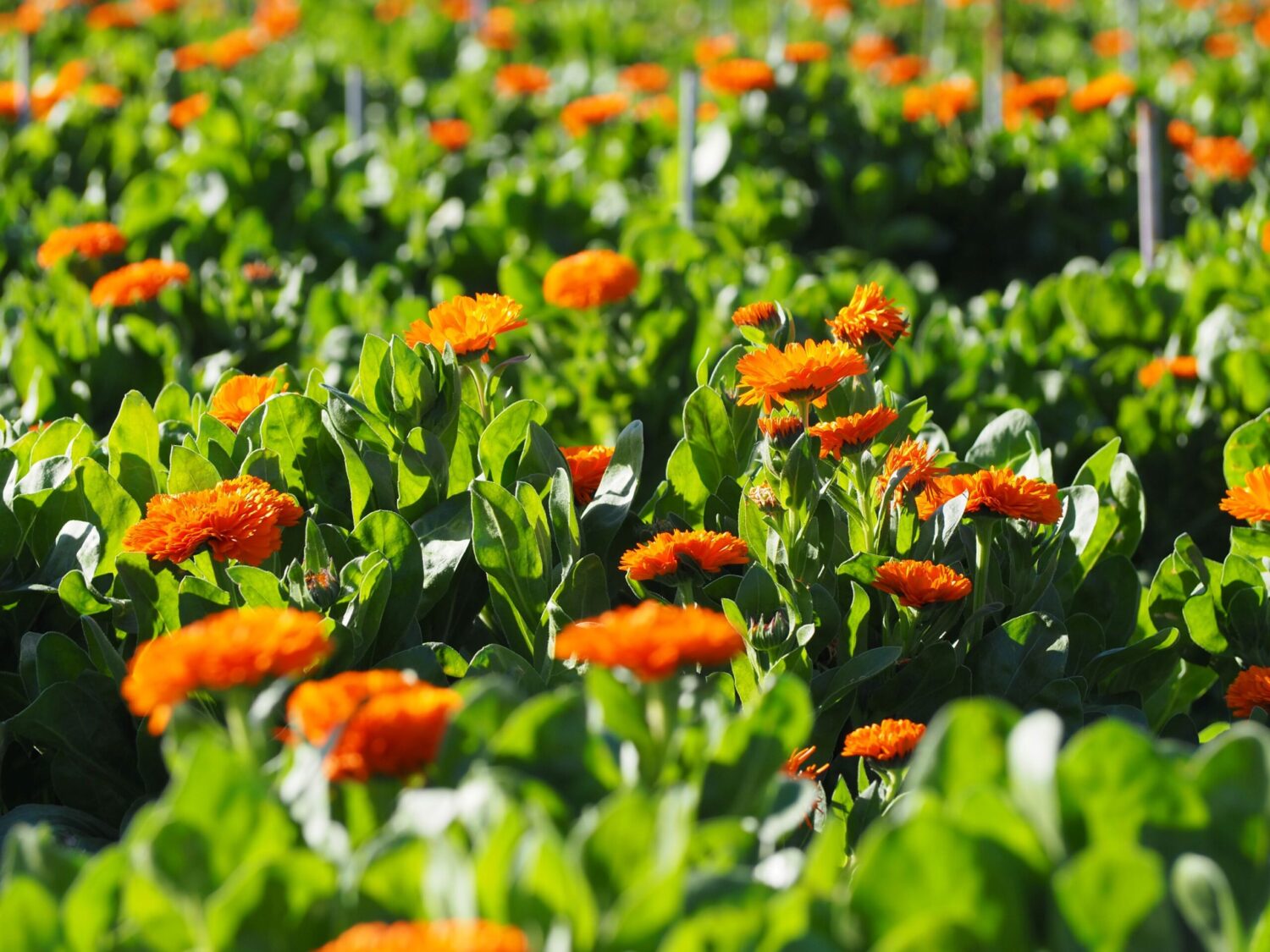 カレンデュラ畑/白浜地区