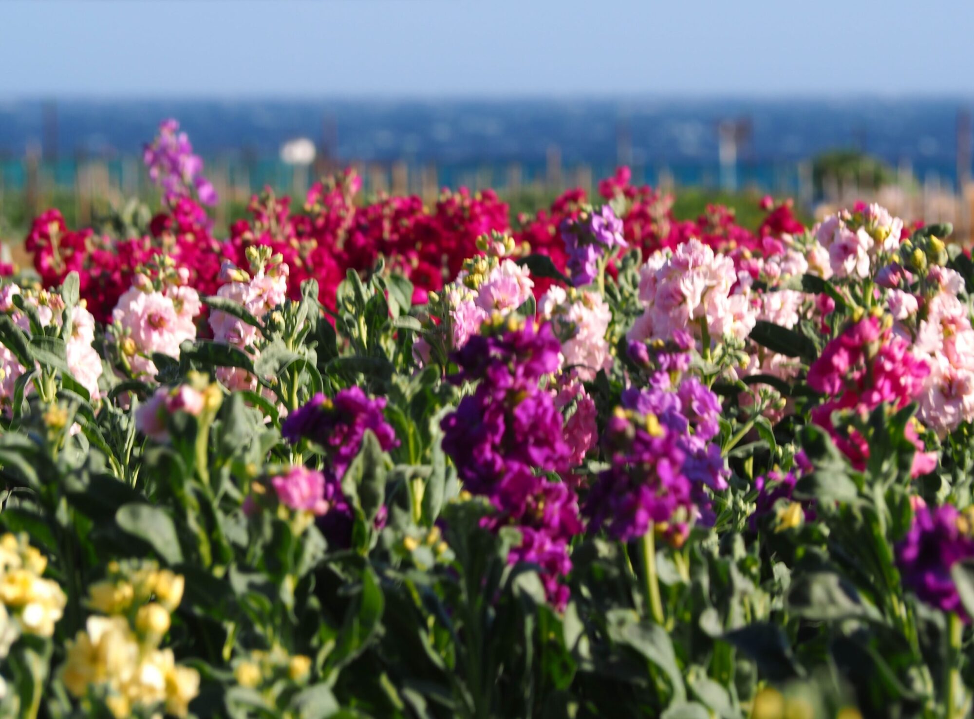 白間津お花畑/千倉地区