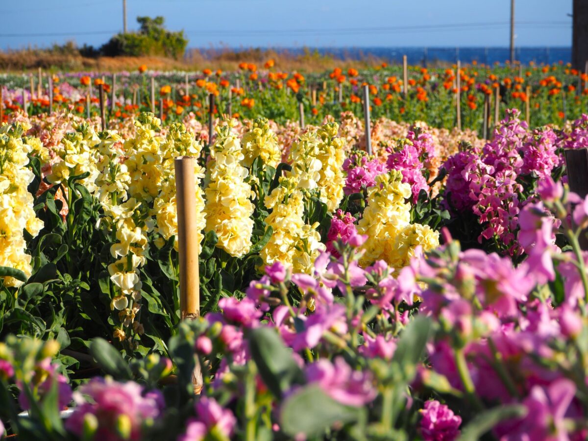 白間津お花畑/千倉地区