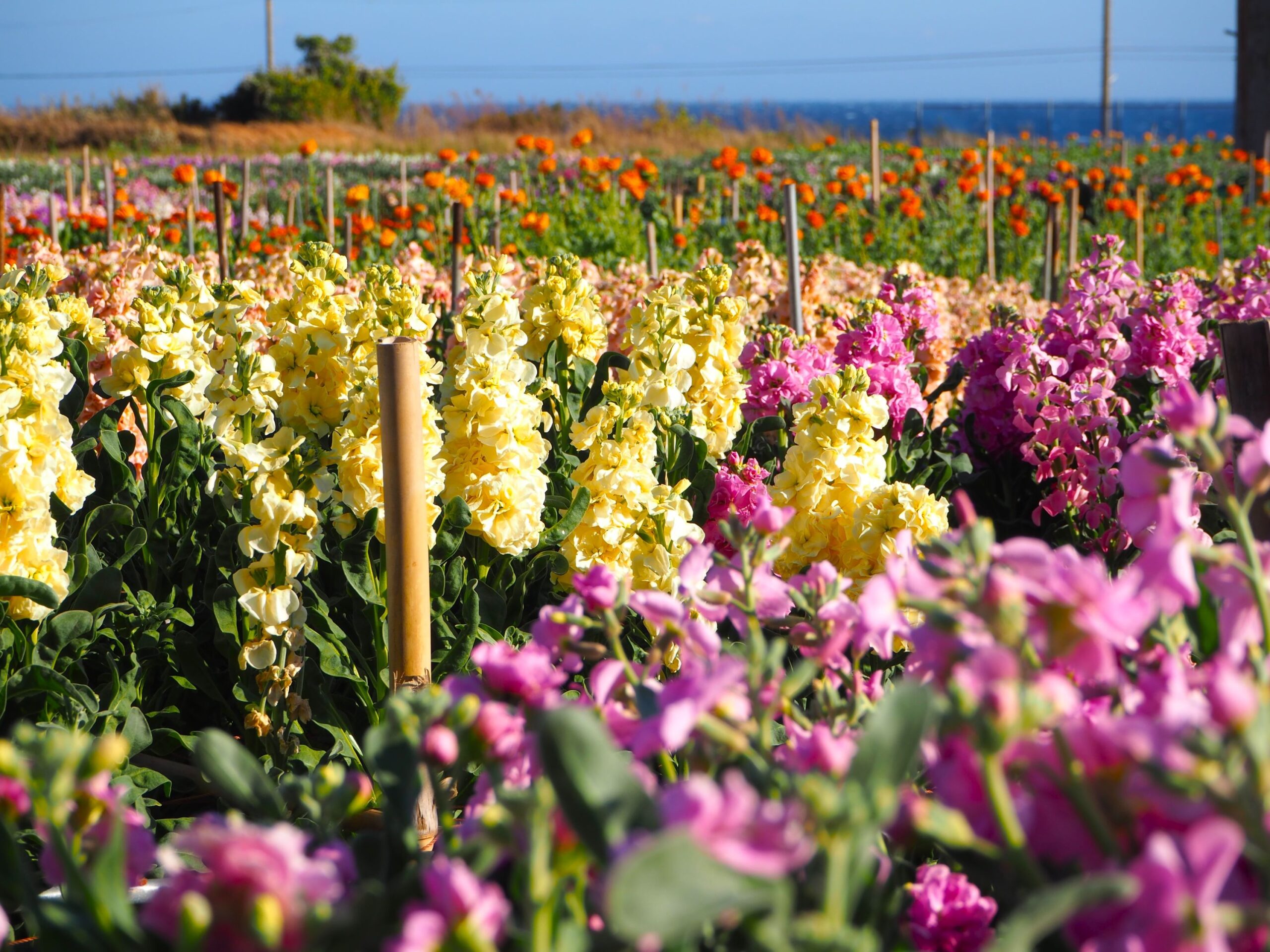 白間津お花畑/千倉地区