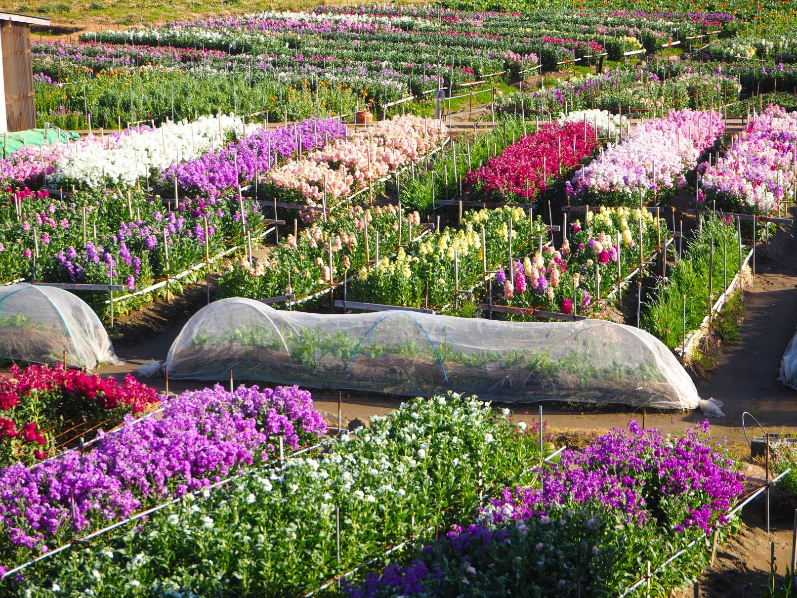 白間津お花畑/千倉地区