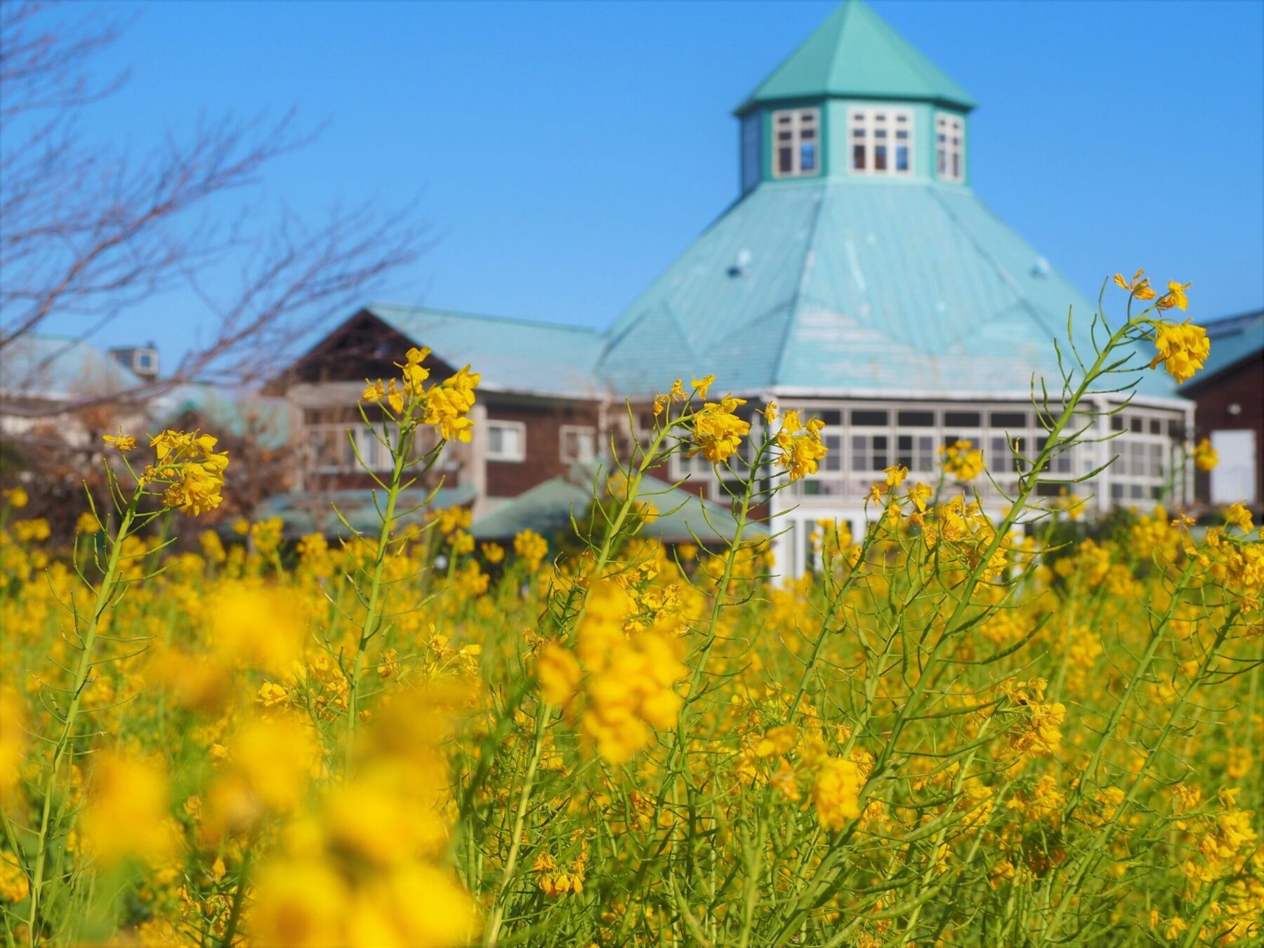 菜の花畑/富浦地区
