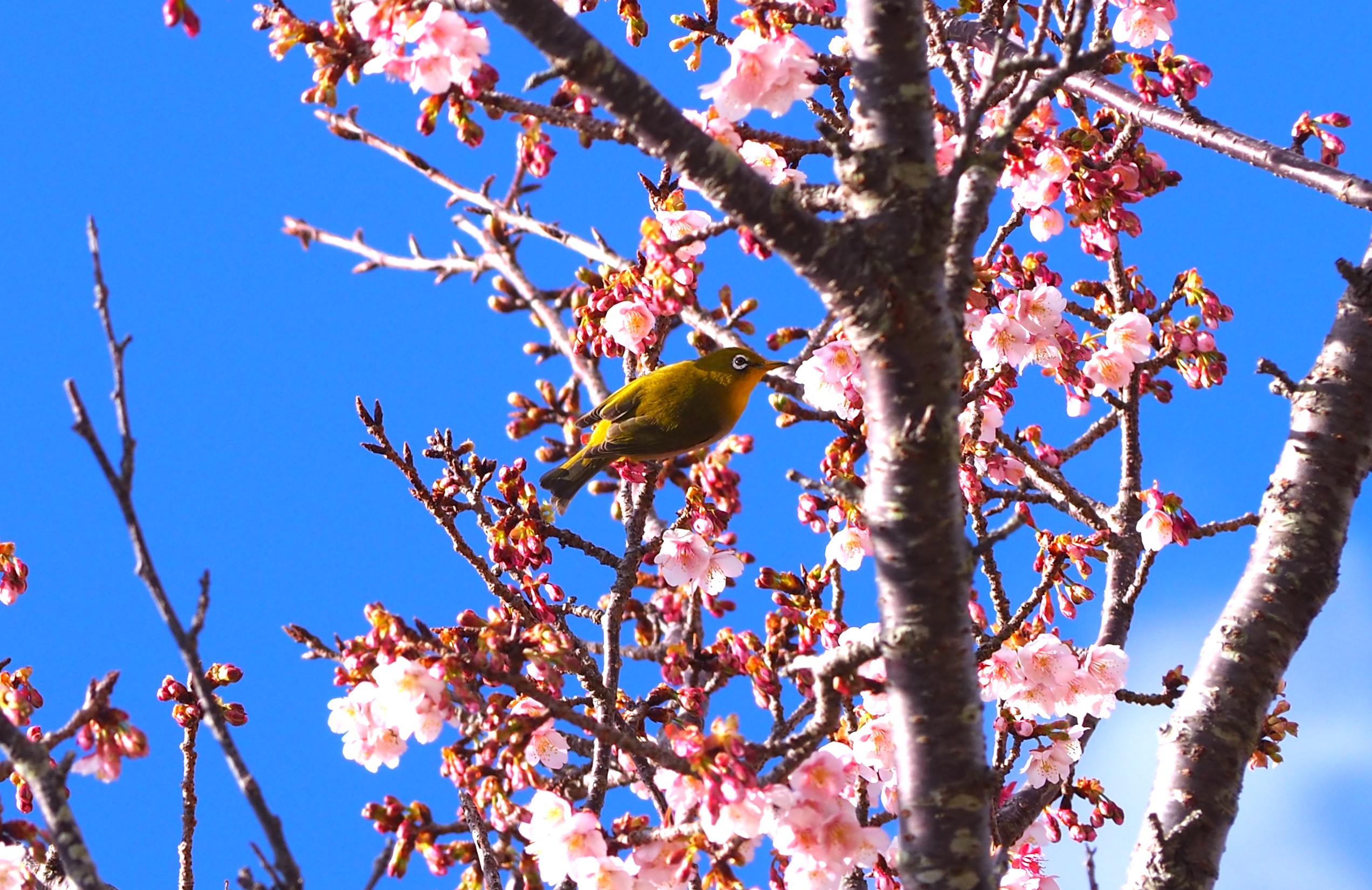梅とメジロ/和田地区