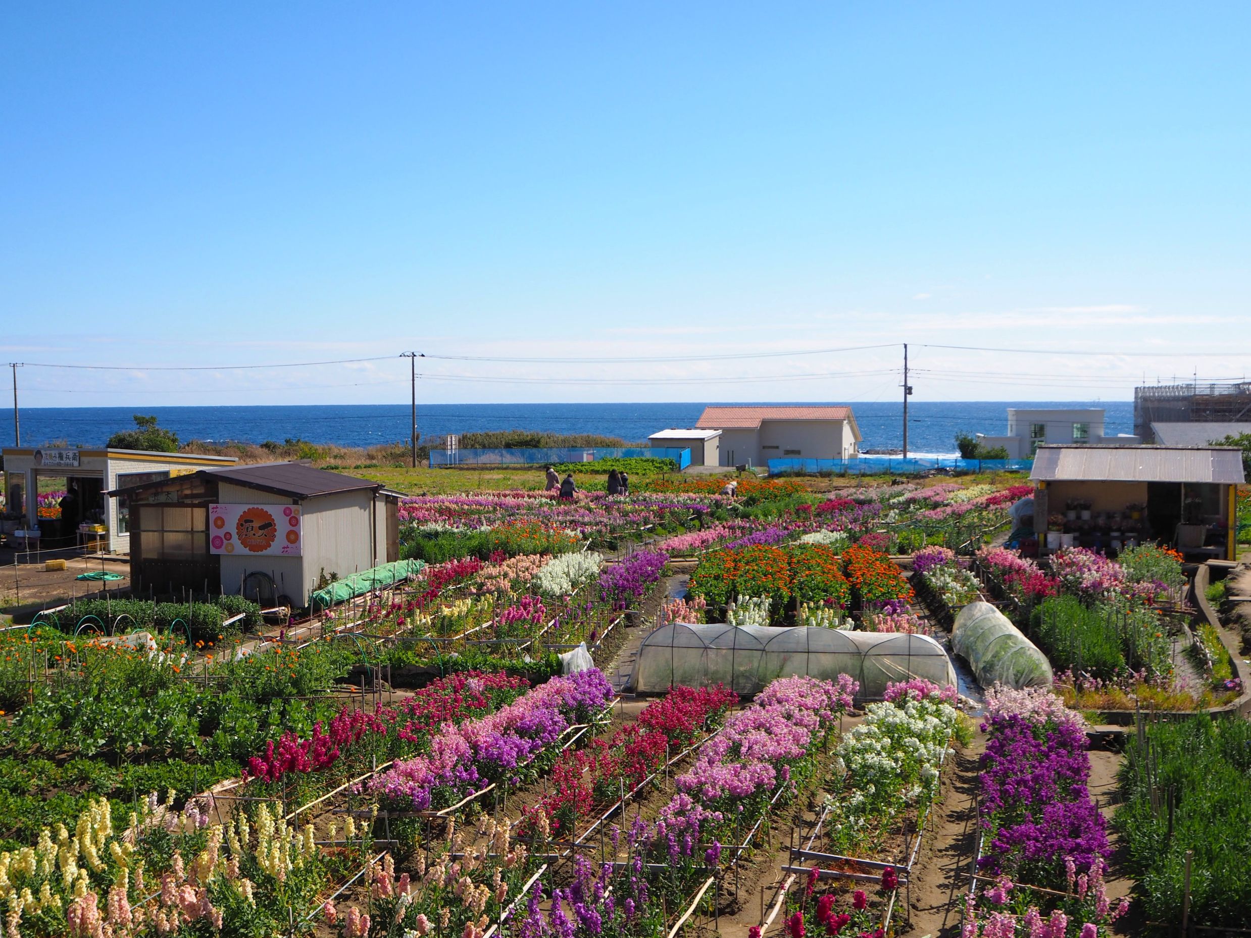 白間津お花畑/千倉地区