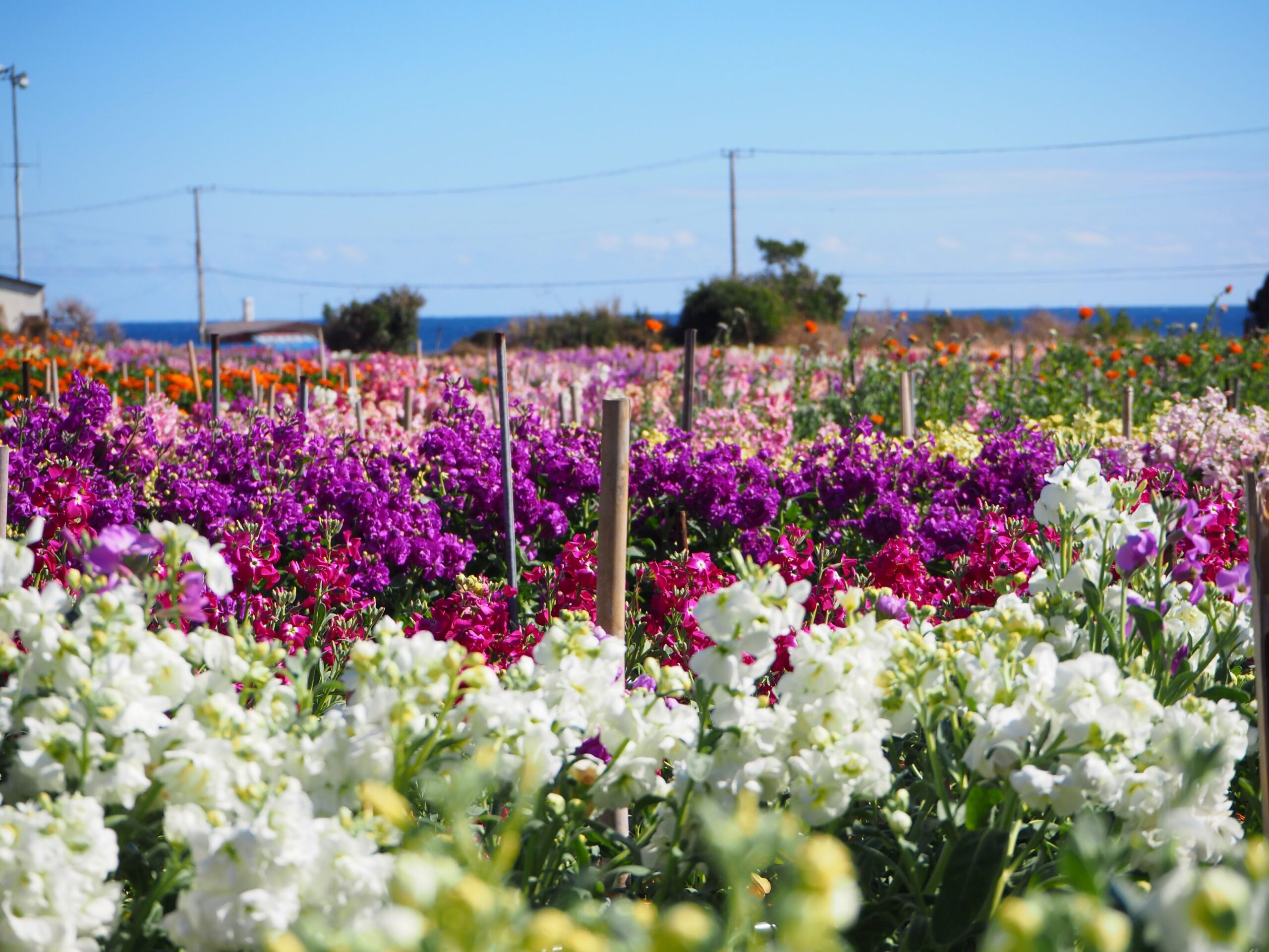 白間津お花畑/千倉地区
