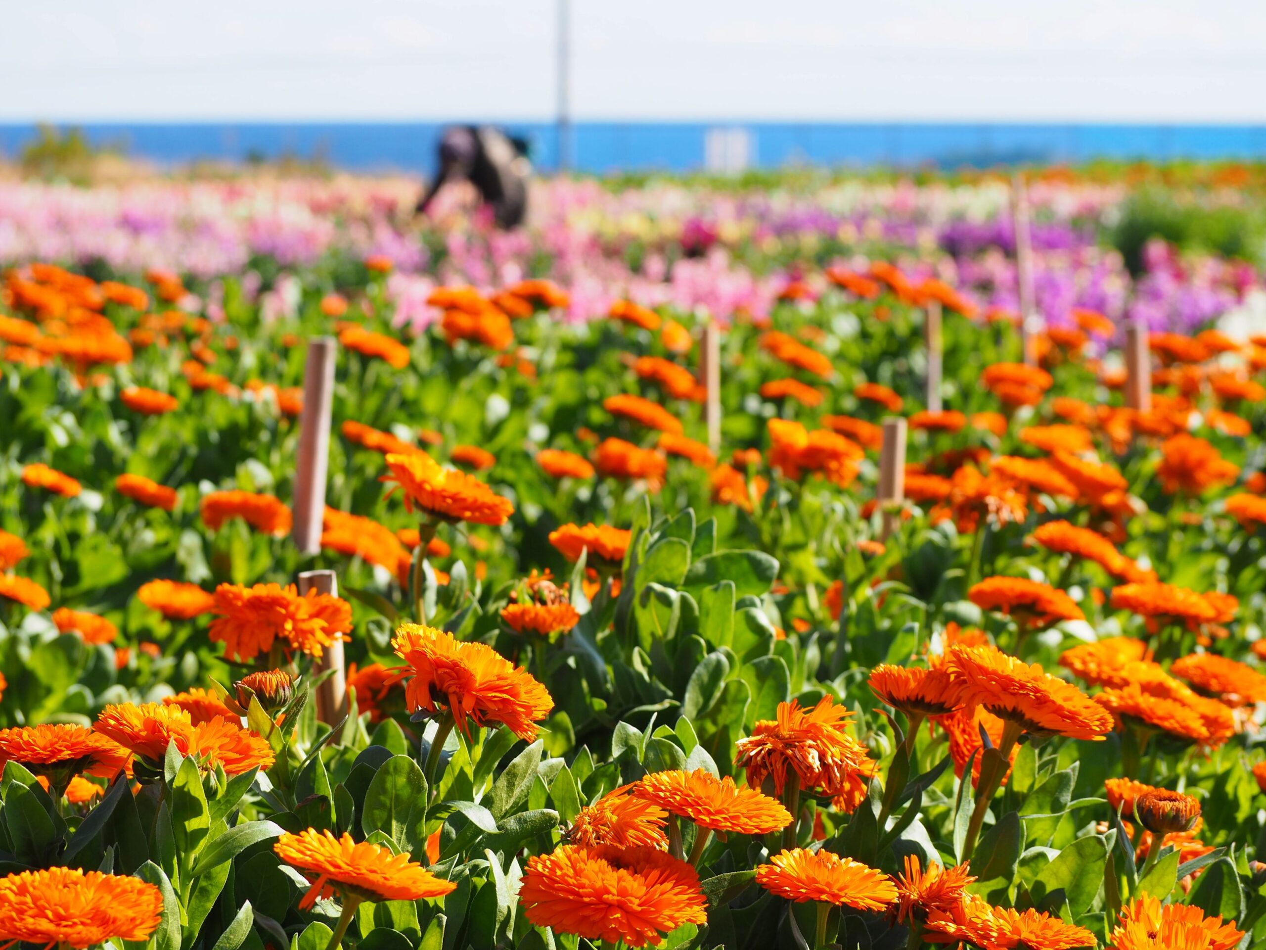 白間津お花畑/千倉地区