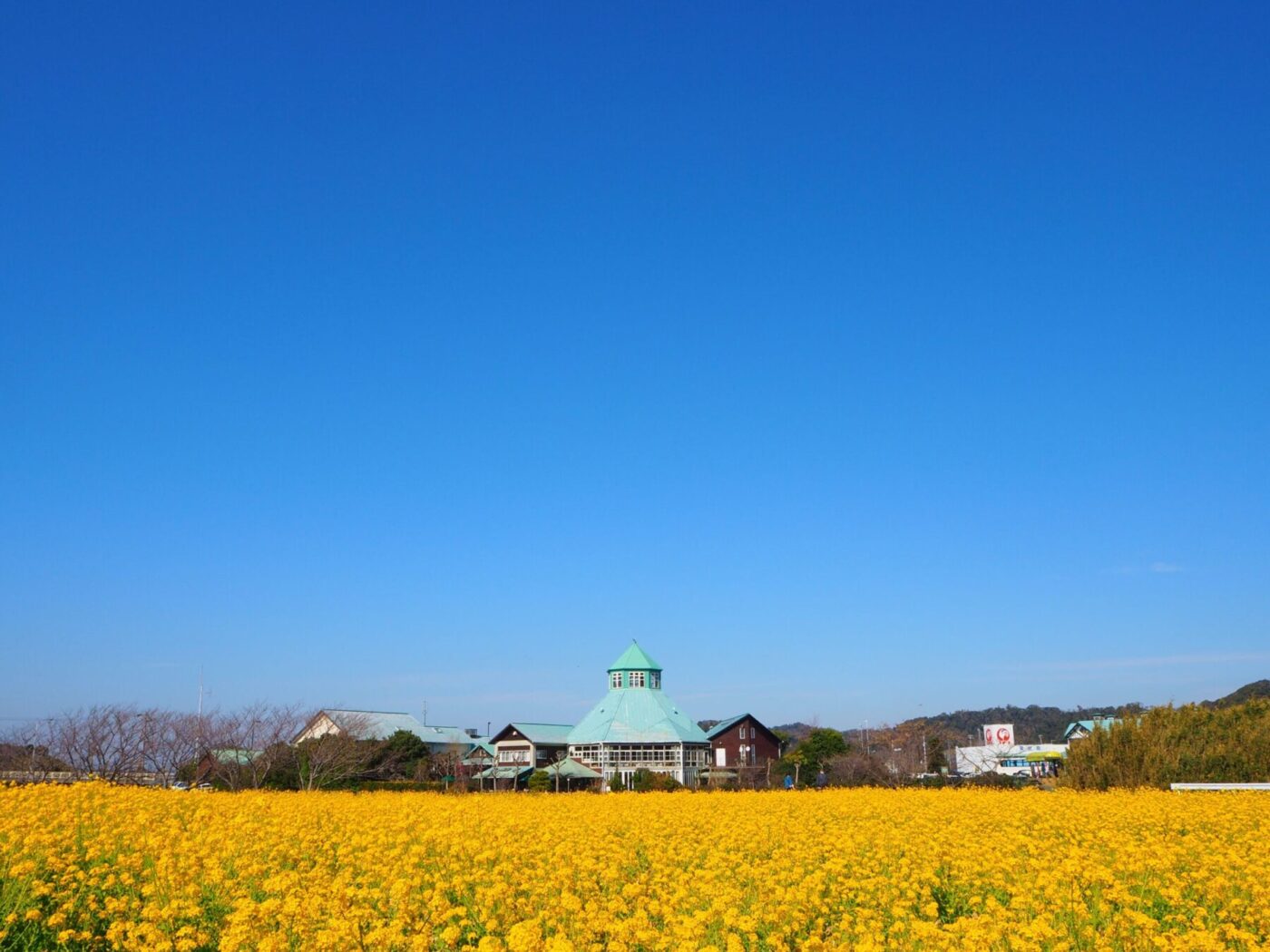 菜の花畑/冨浦地区