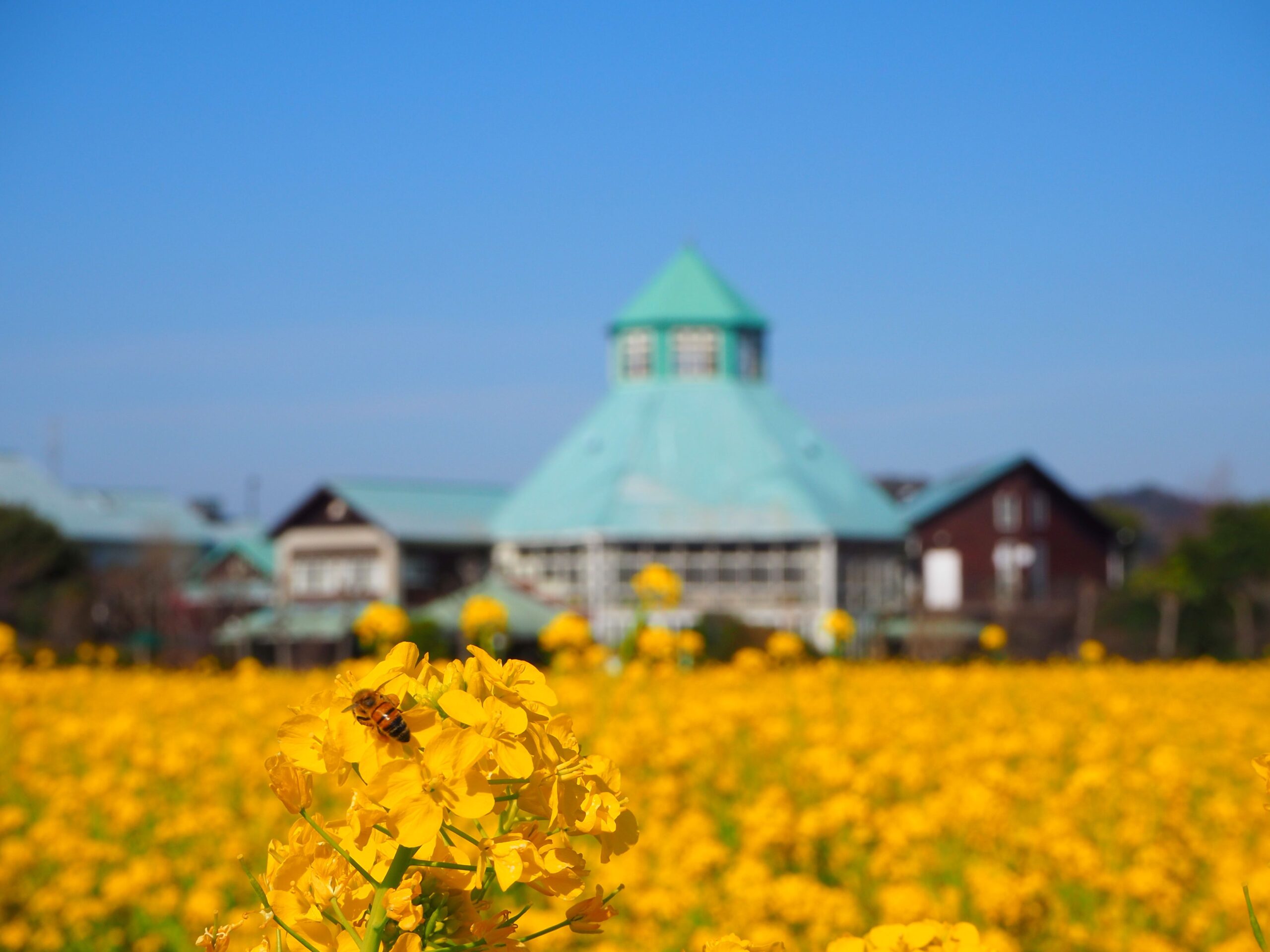 菜の花畑/冨浦地区