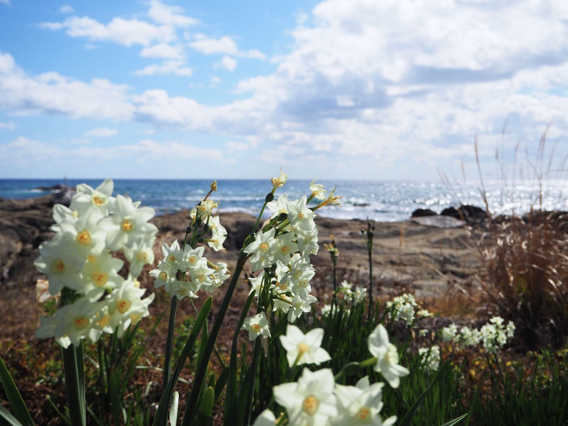 海岸の水仙/千倉地区