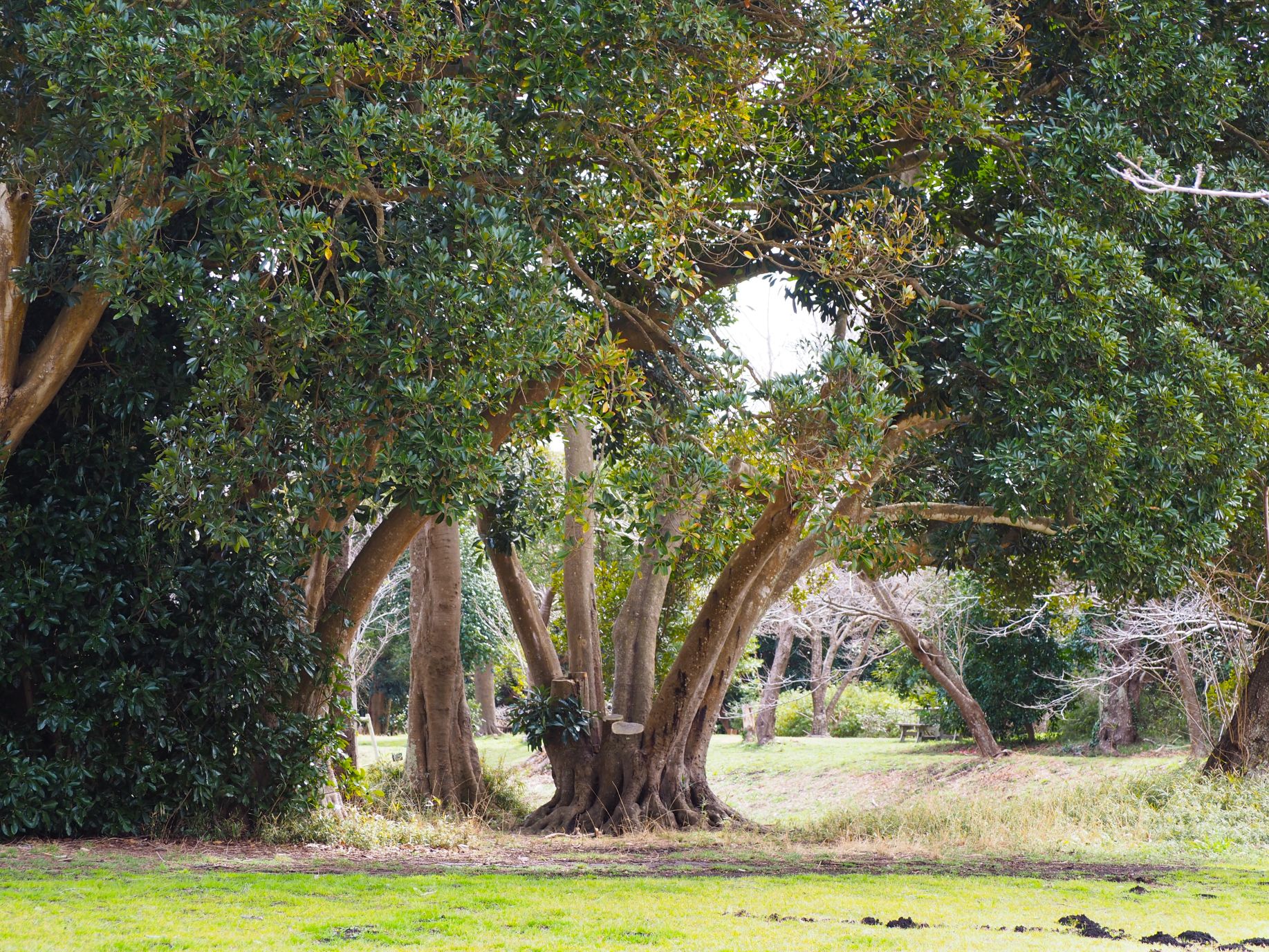 マテバシイの大木/大房岬