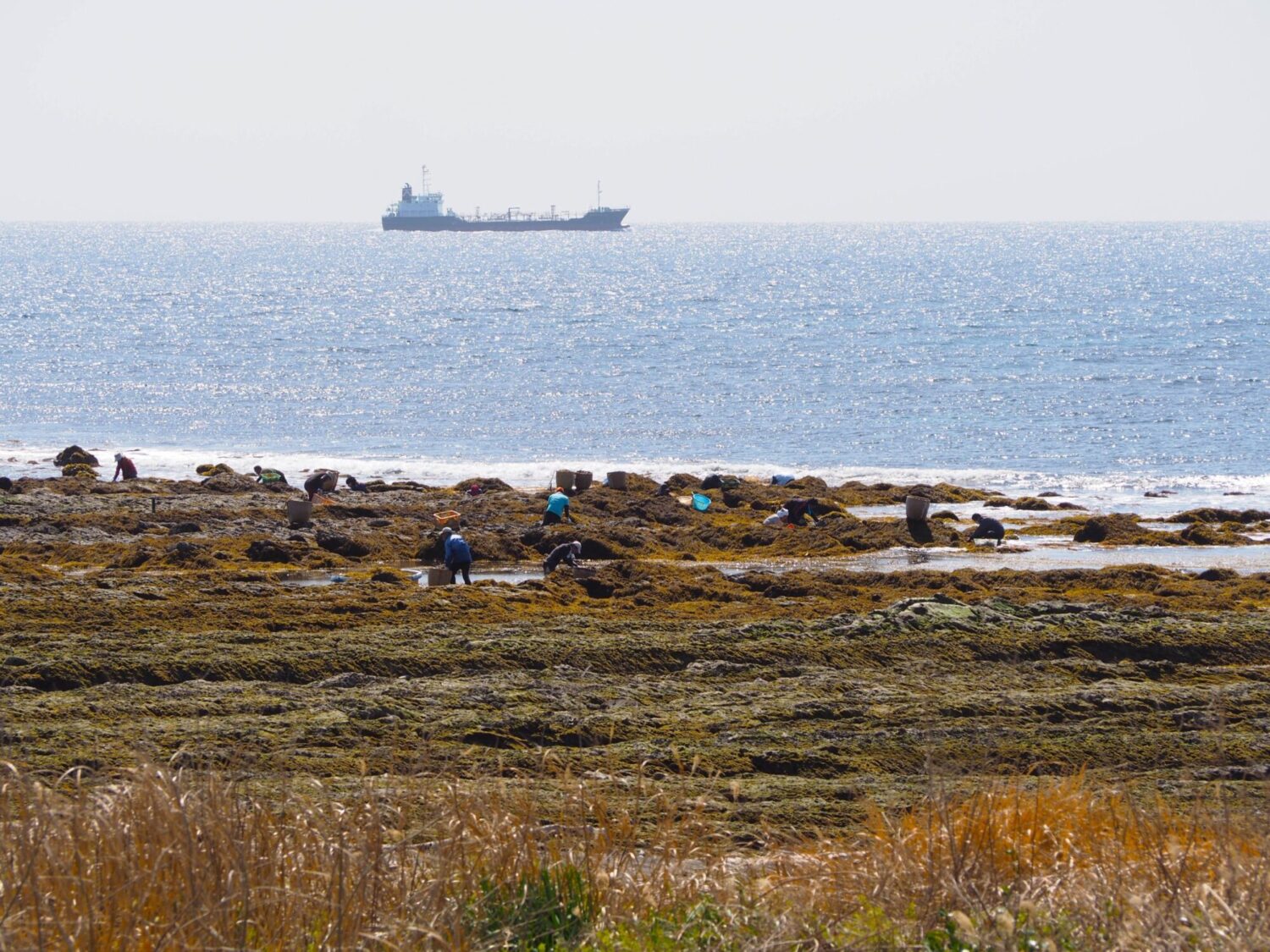 ひじき狩り/白浜地区