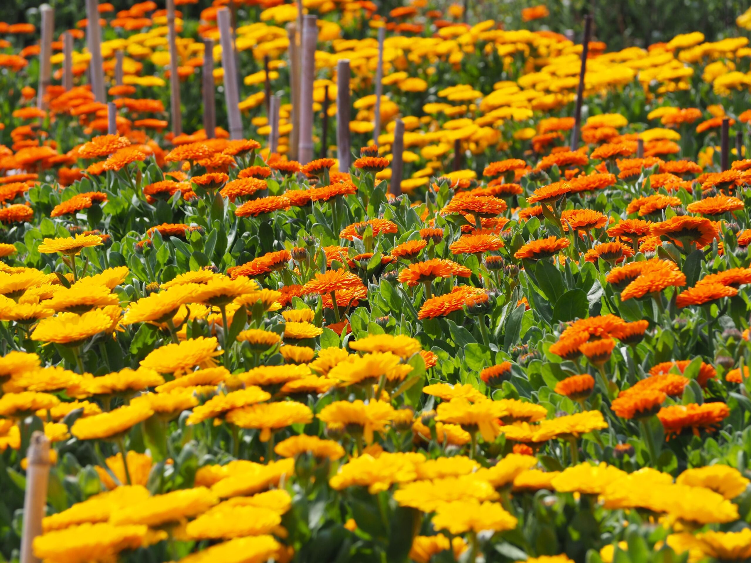 カレンデュラ畑/白浜地区