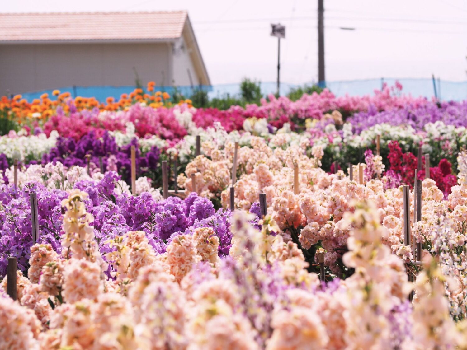 白間津お花畑/千倉地区