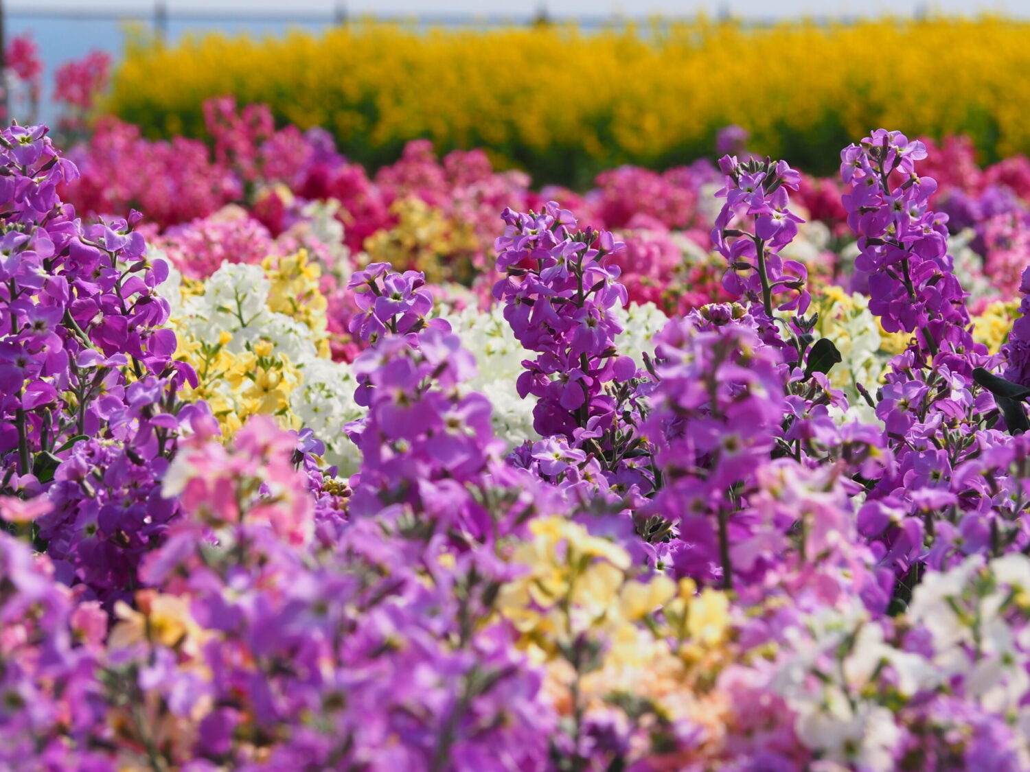 白間津お花畑/千倉地区