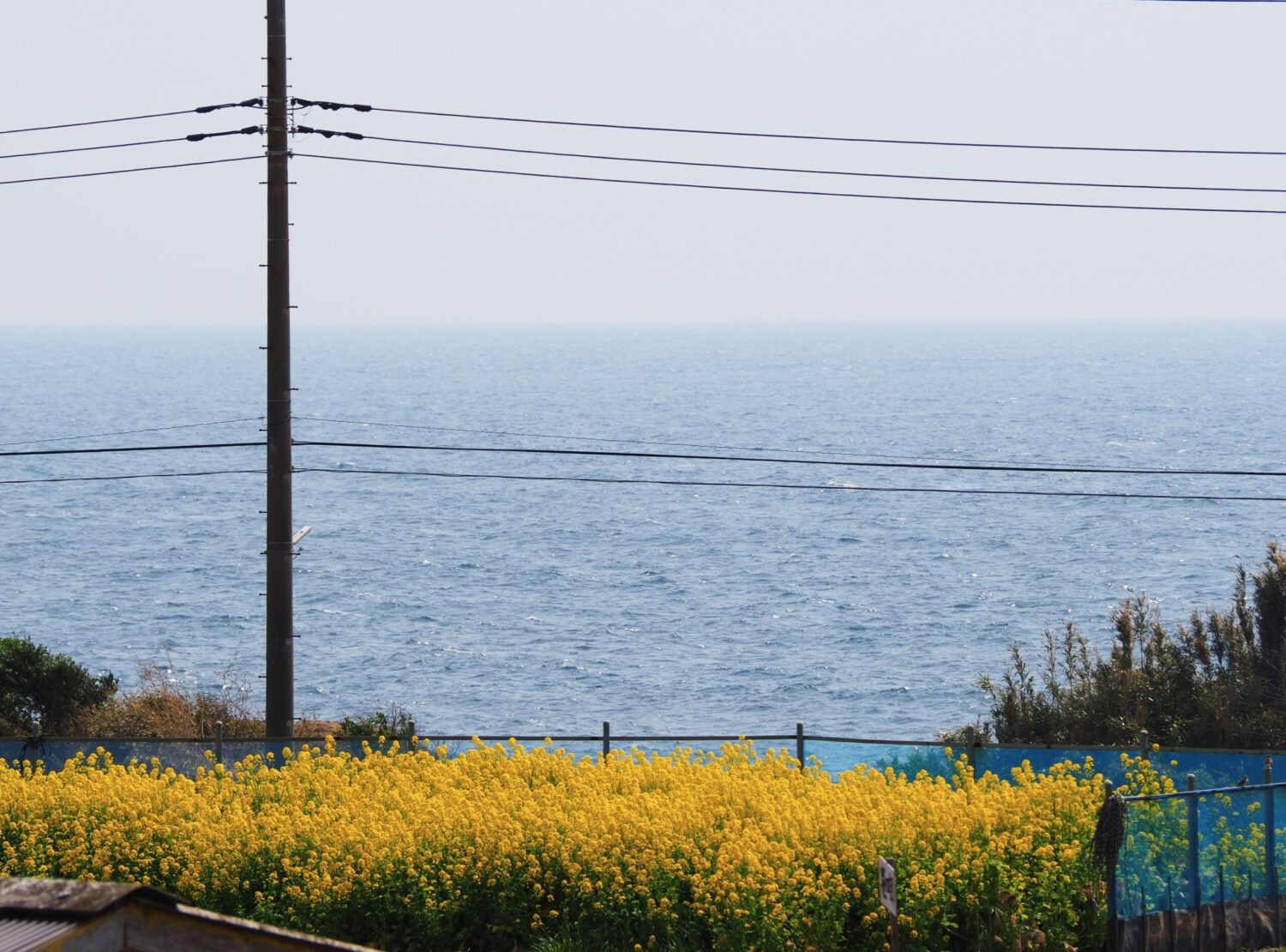 白間津お花畑/千倉地区