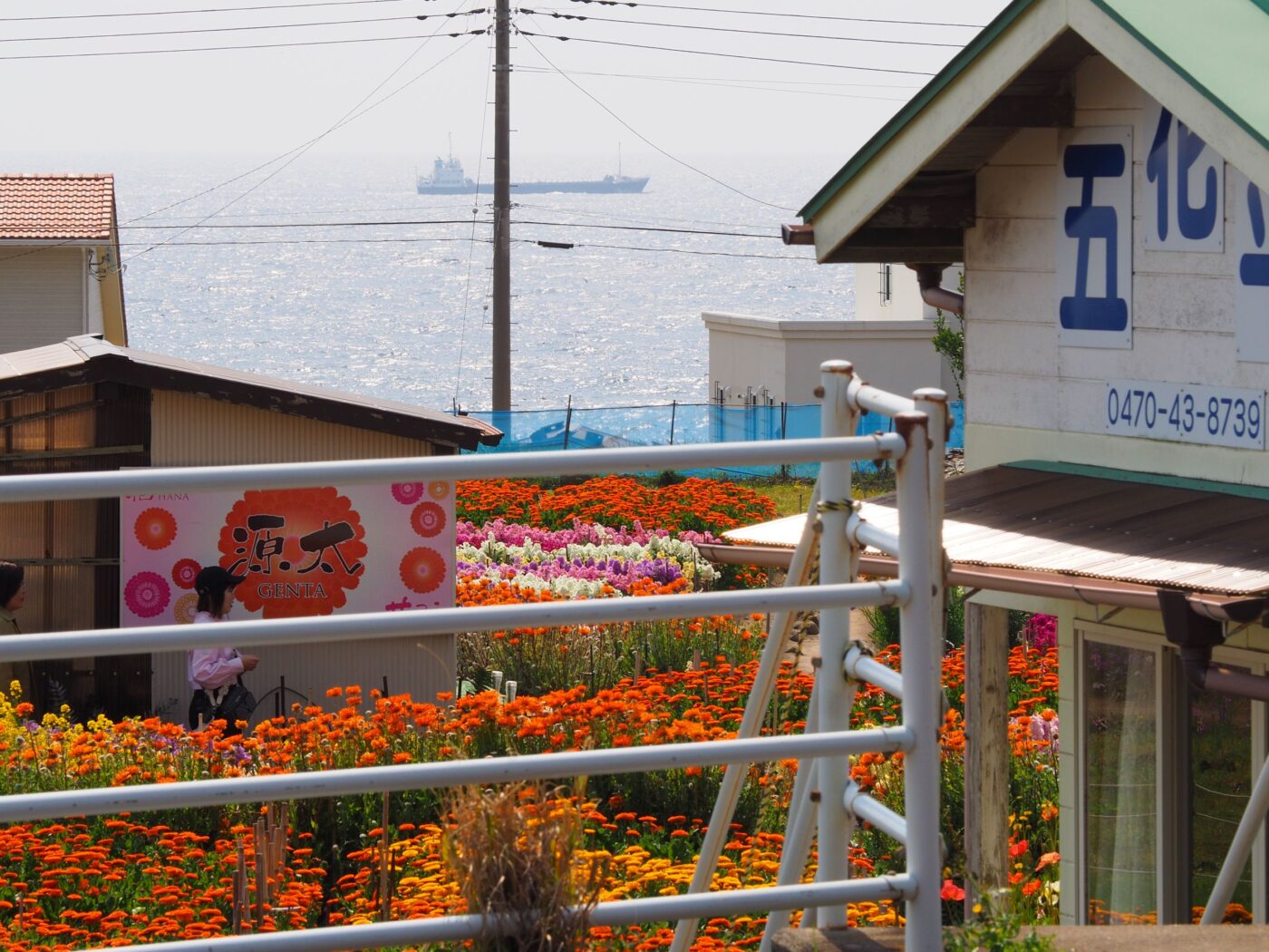 白間津お花畑/千倉地区