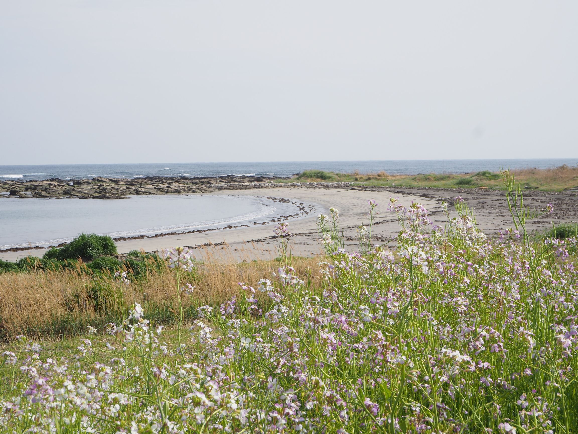 塩浦海岸/白浜地区