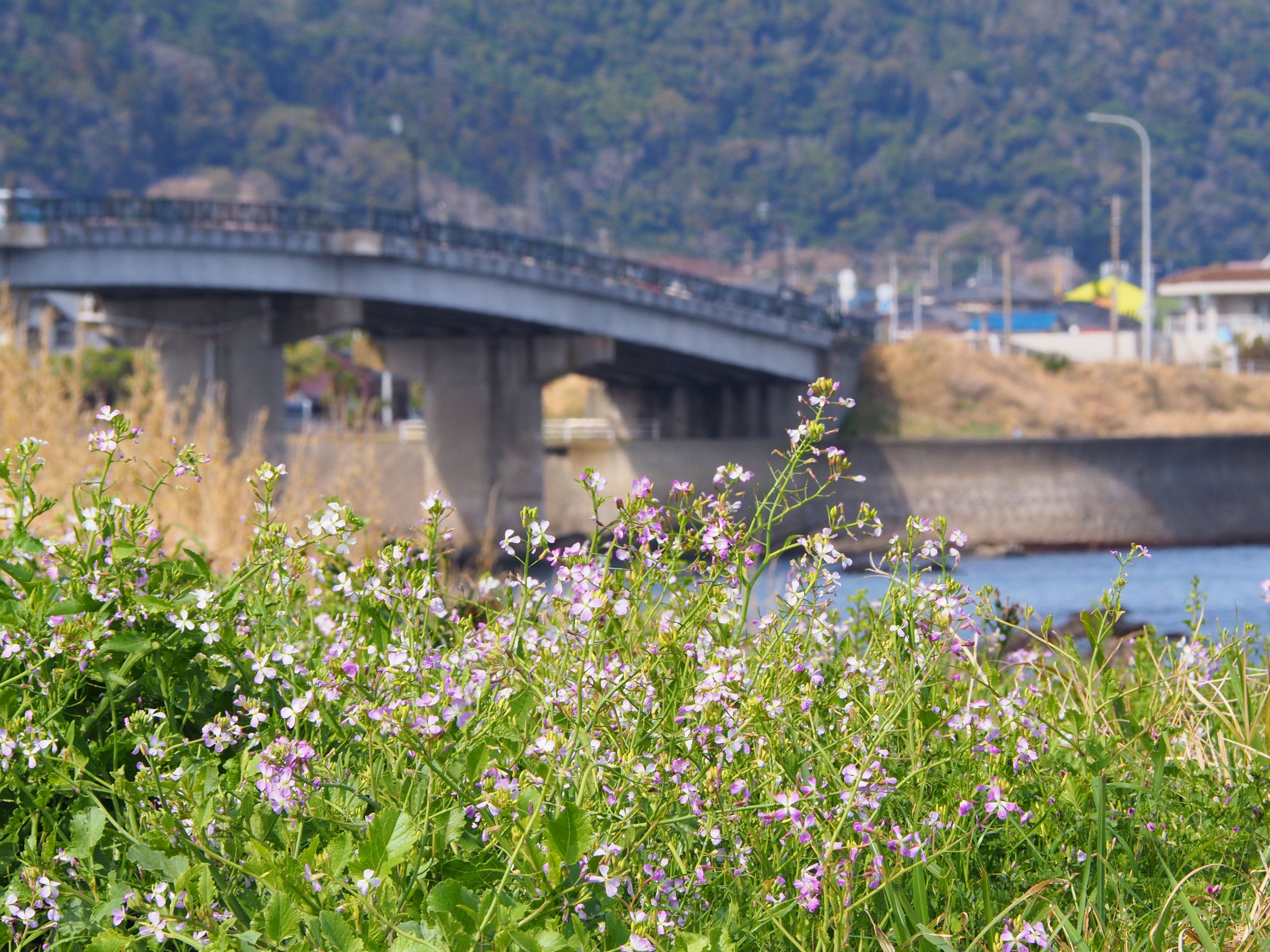 白間津の海岸/千倉地区