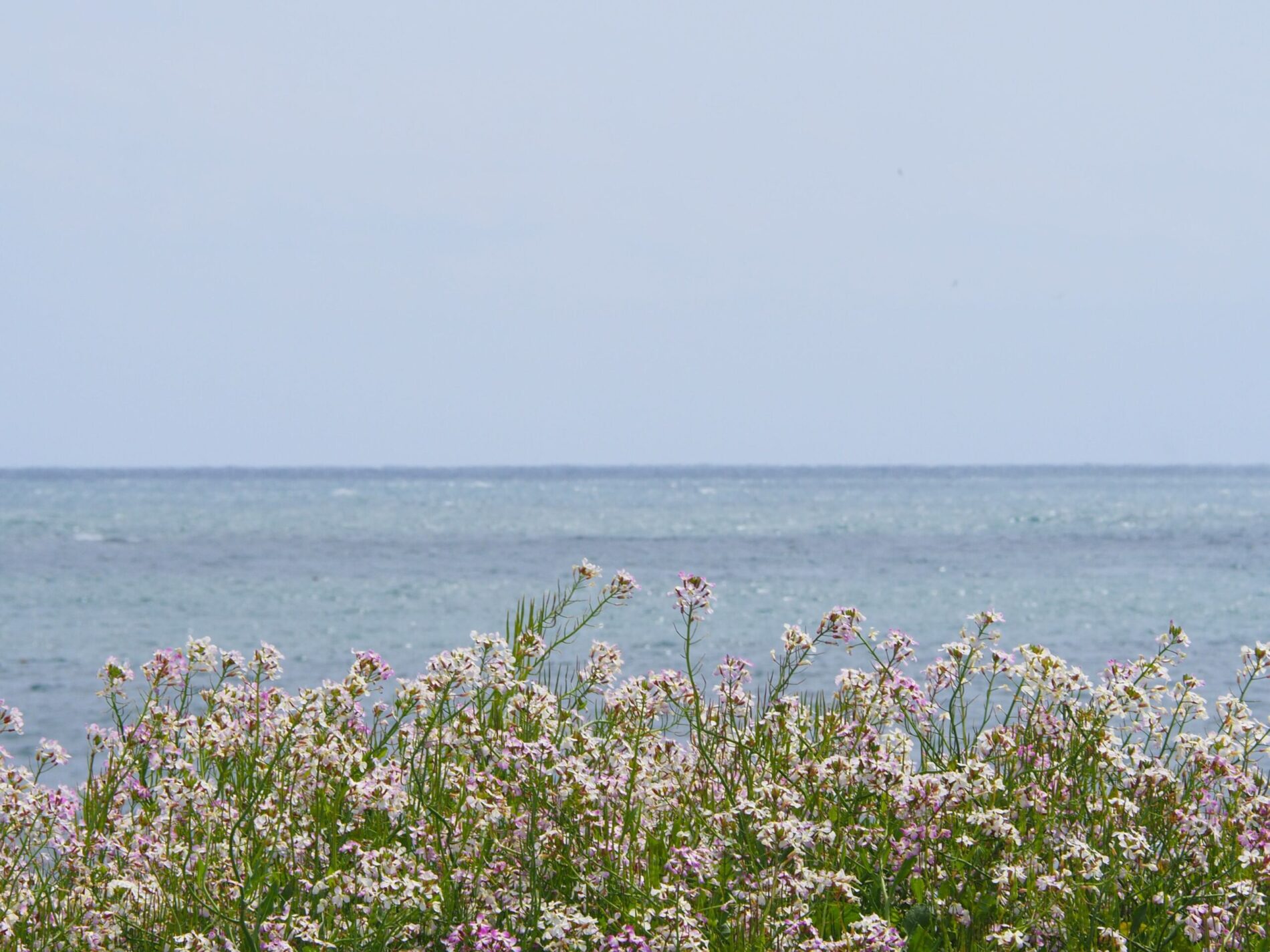 名倉海岸/白浜地区