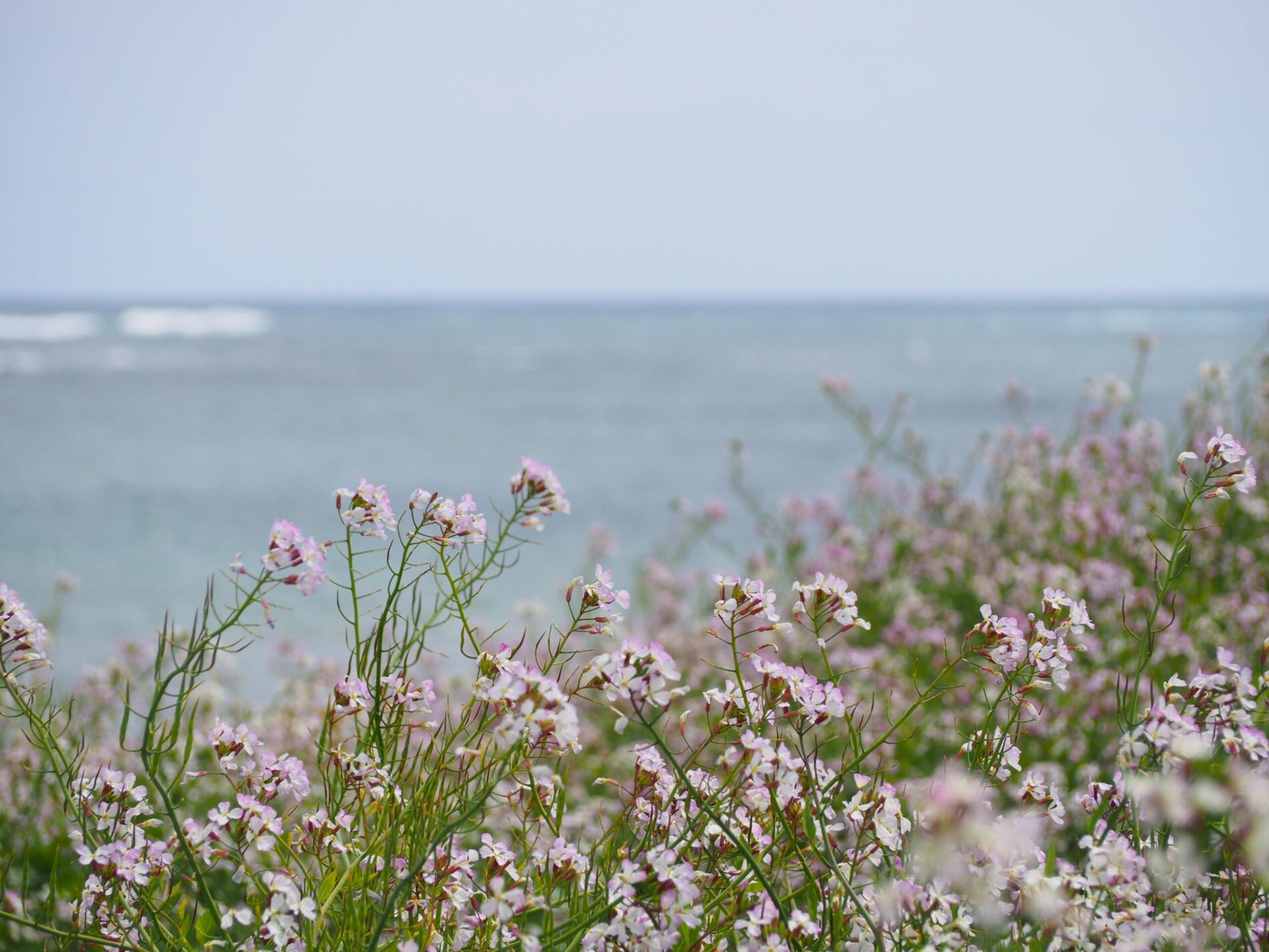 名倉海岸/白浜地区