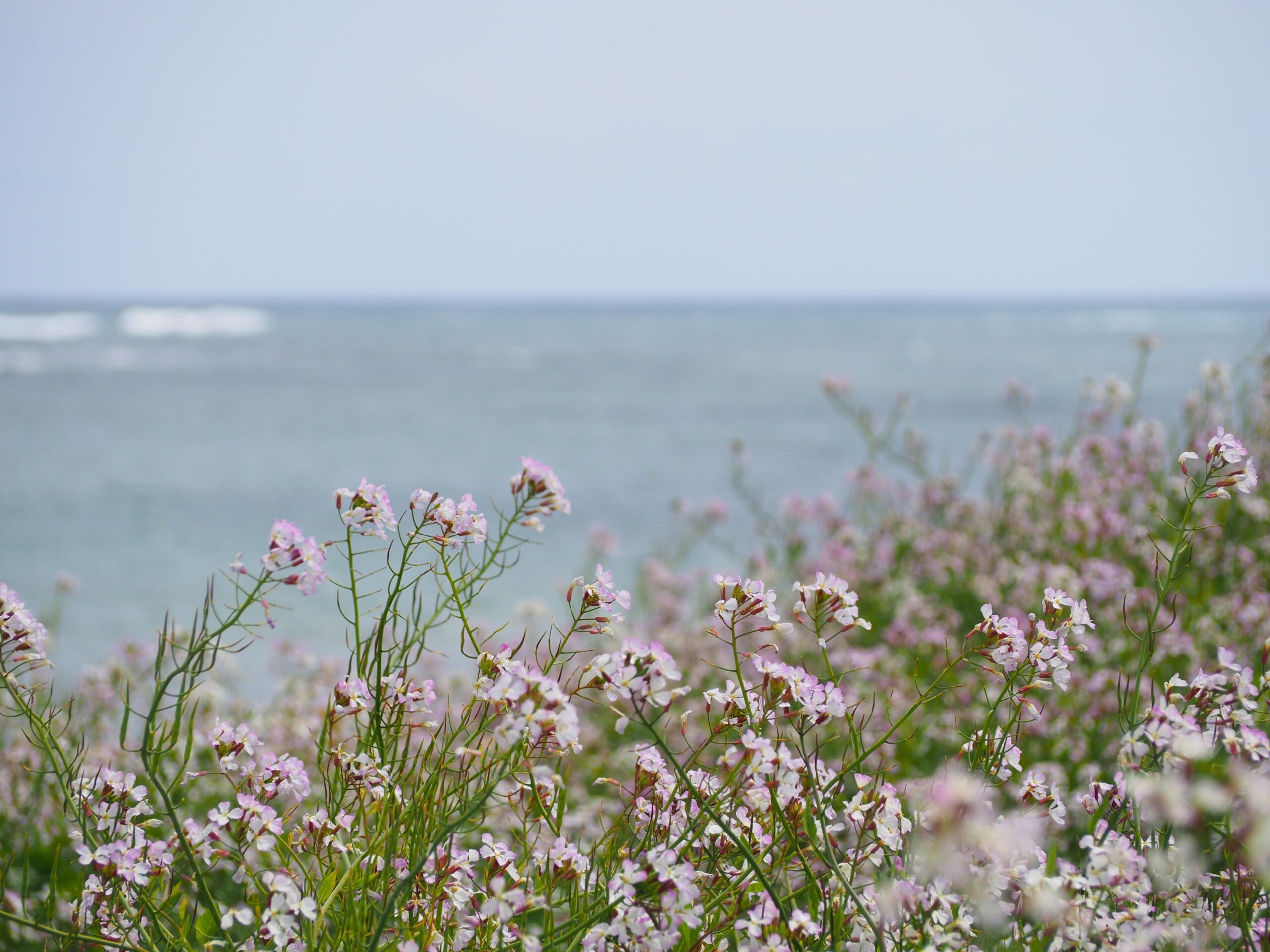 名倉海岸/白浜地区