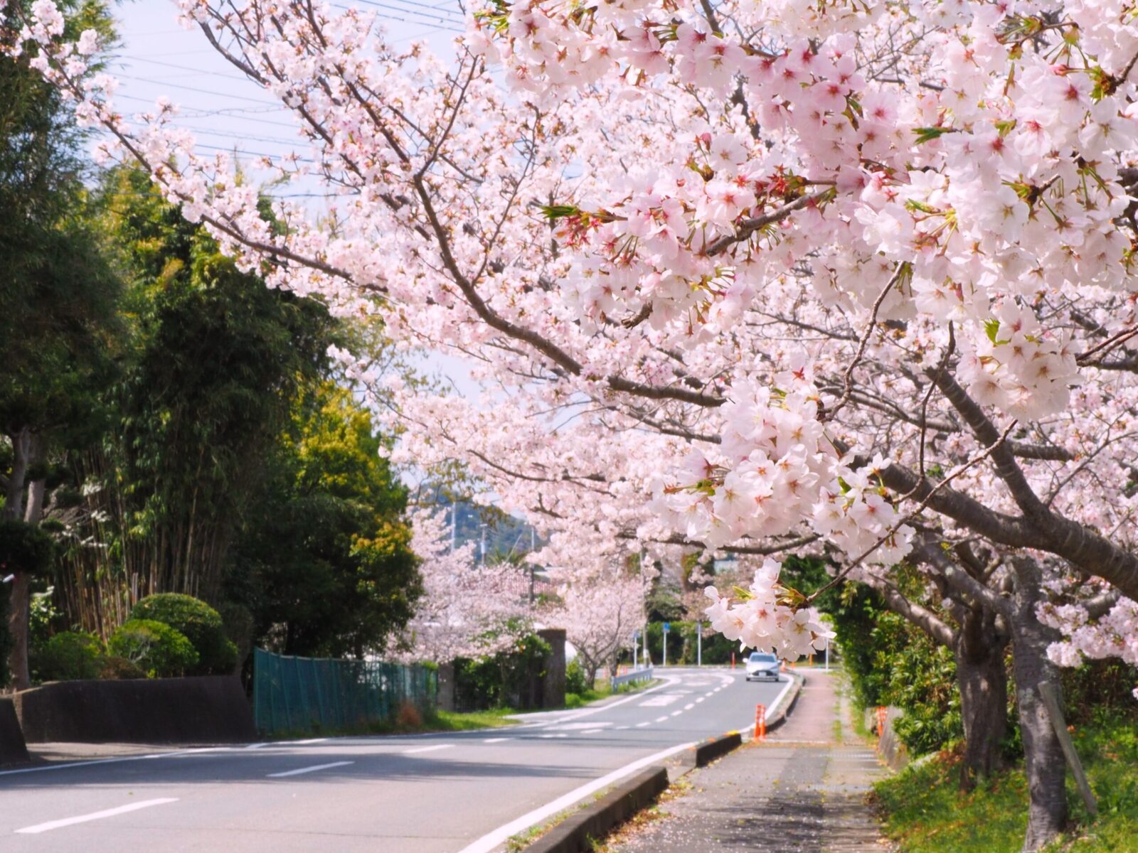 桜並木/富浦地区