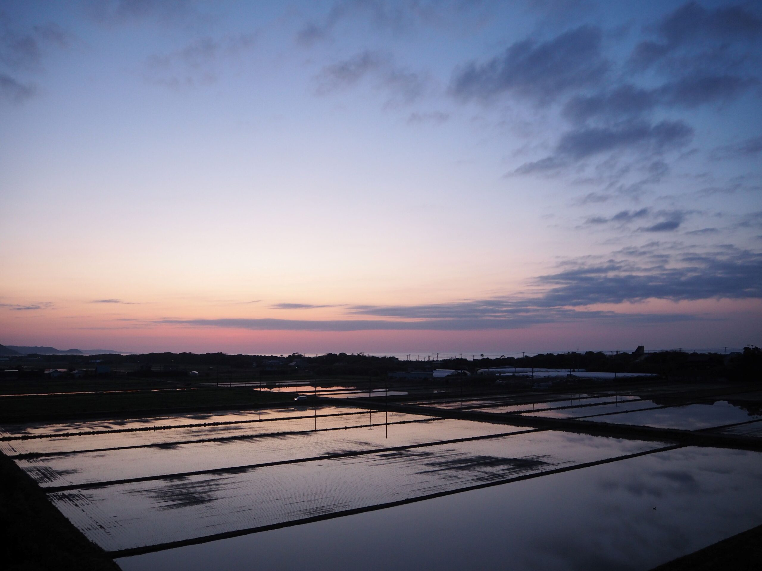早朝の水田/丸山地区