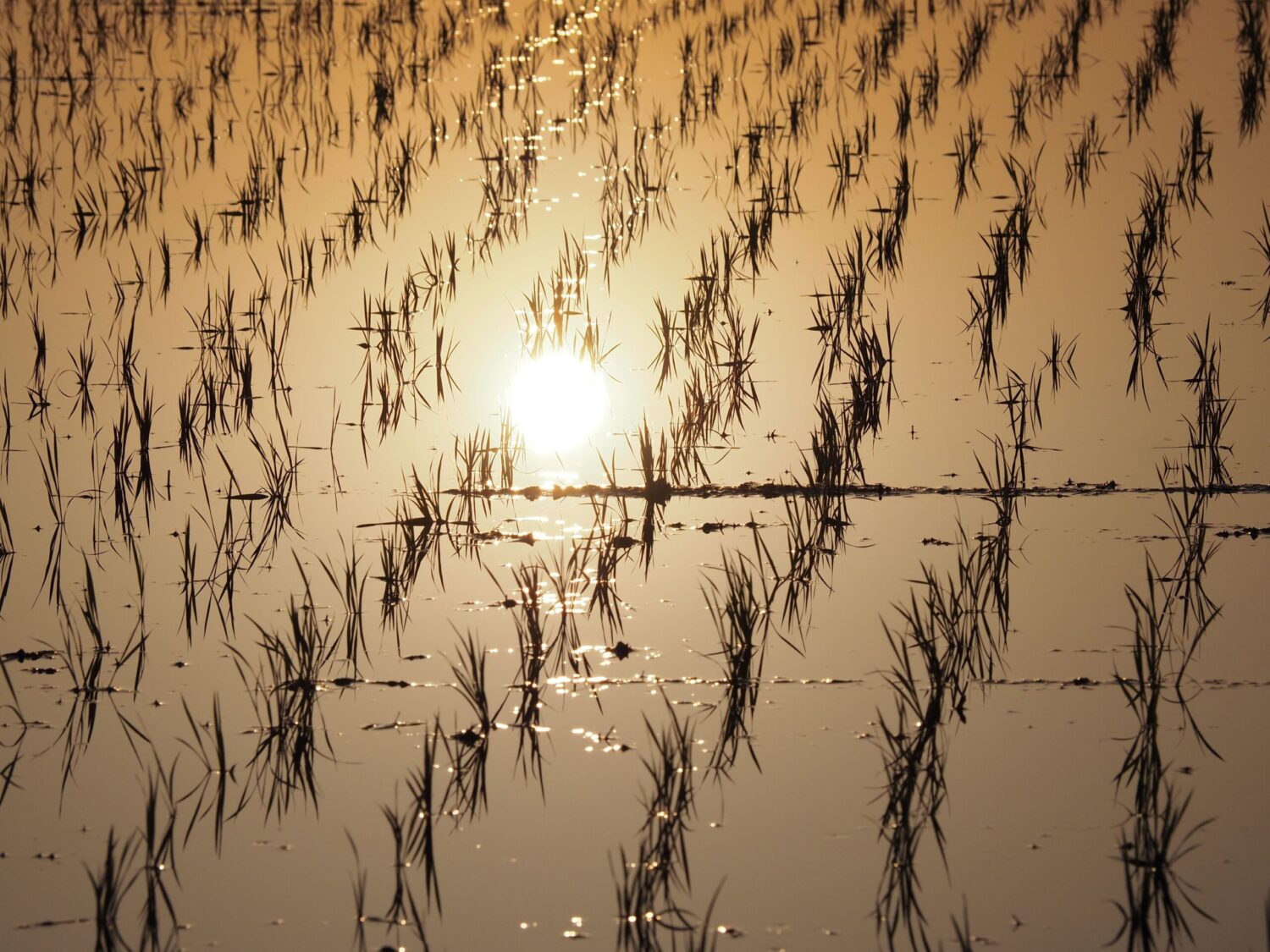 早朝の水田/丸山地区