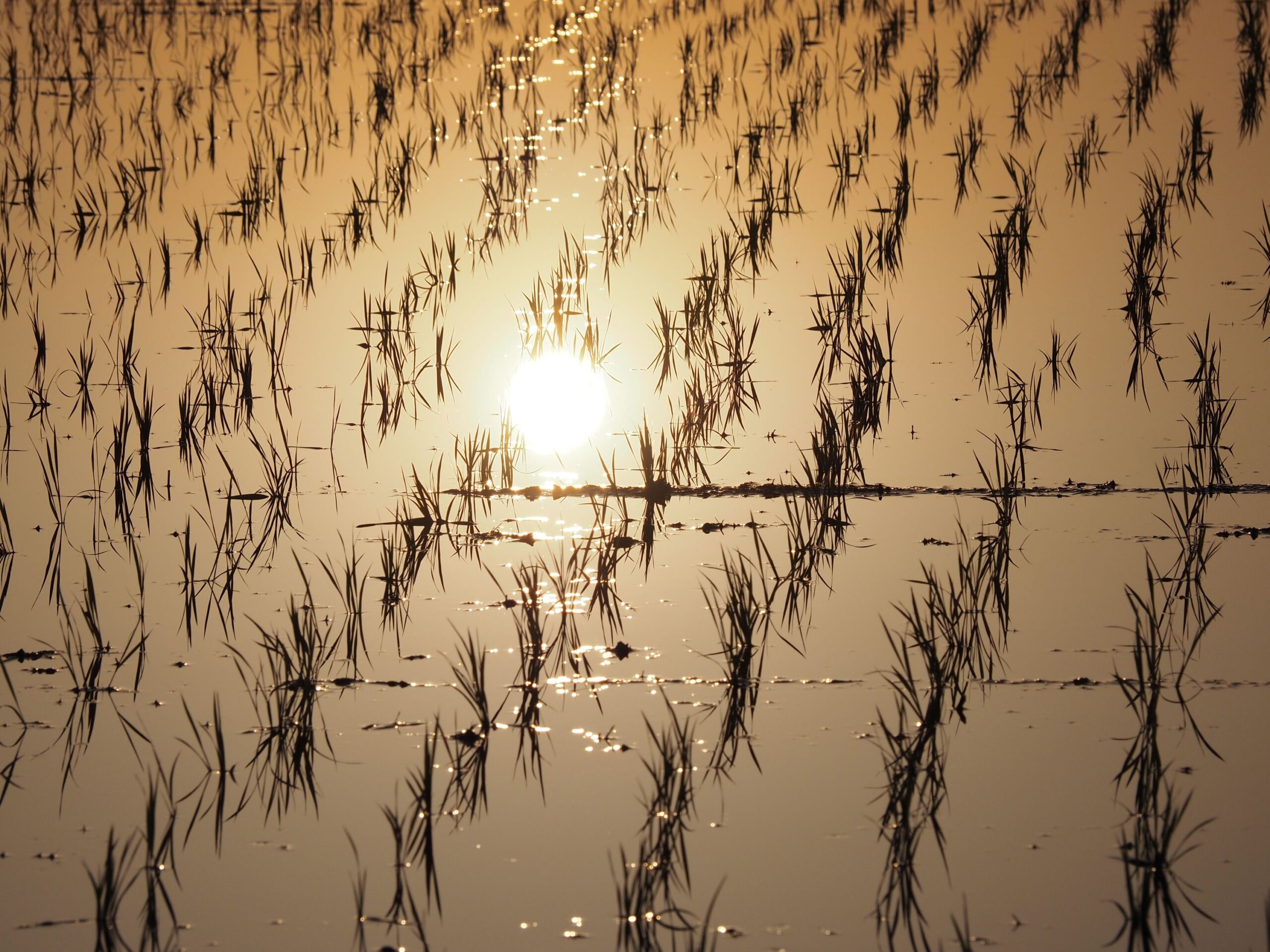 早朝の水田/丸山地区