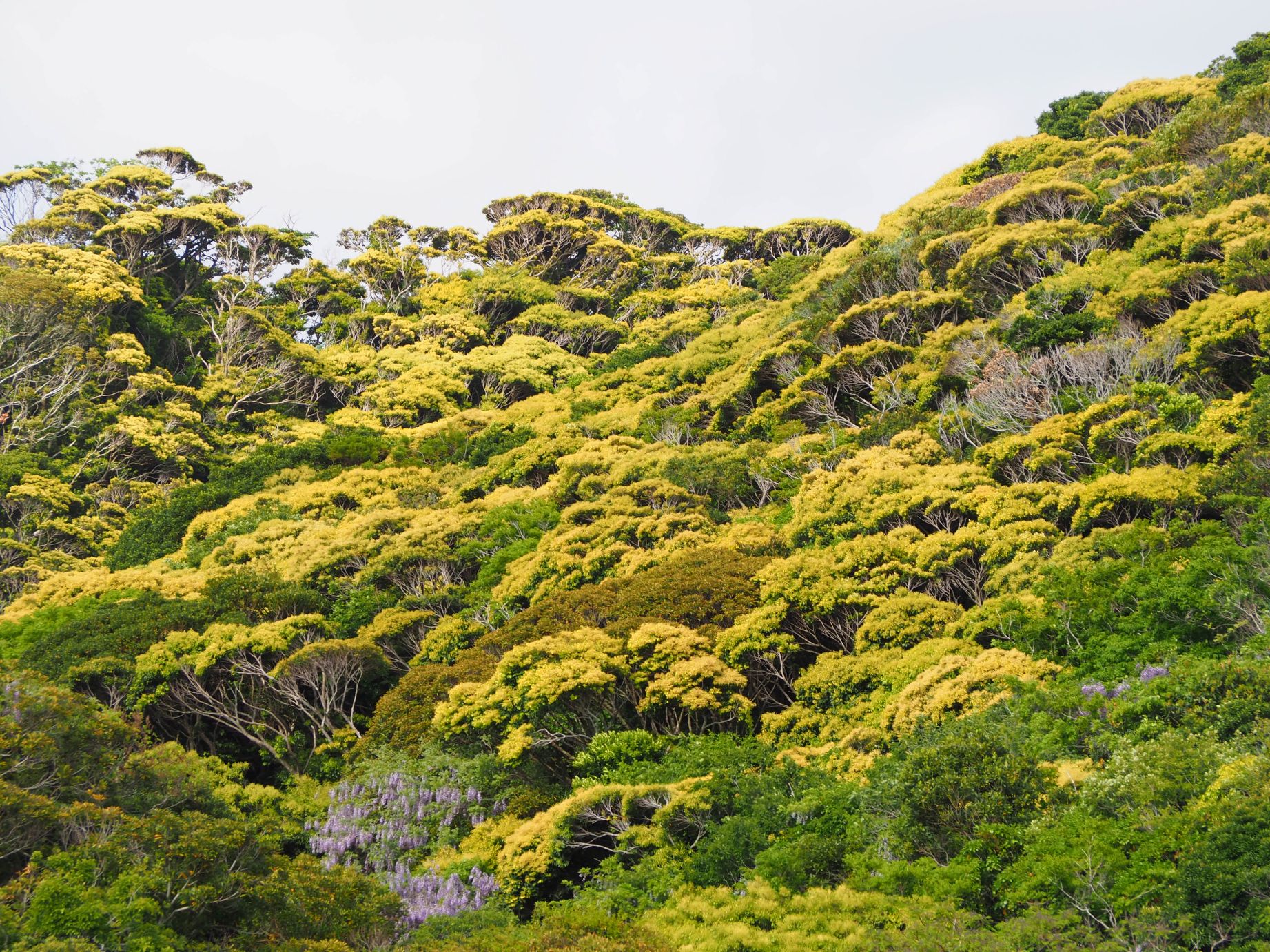 新緑のマテバシイ/白浜地区