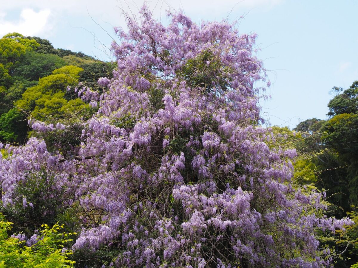 藤の花/千倉地区
