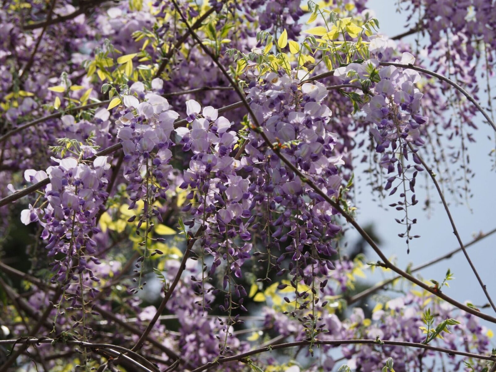 藤の花/千倉地区
