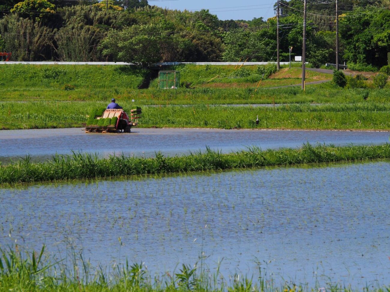 田植え/丸山地区