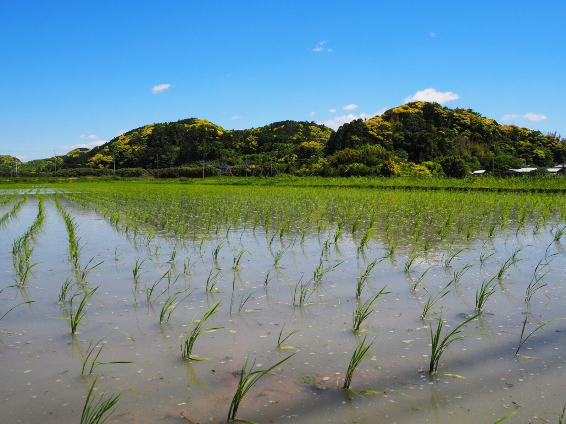 水田/丸山地区