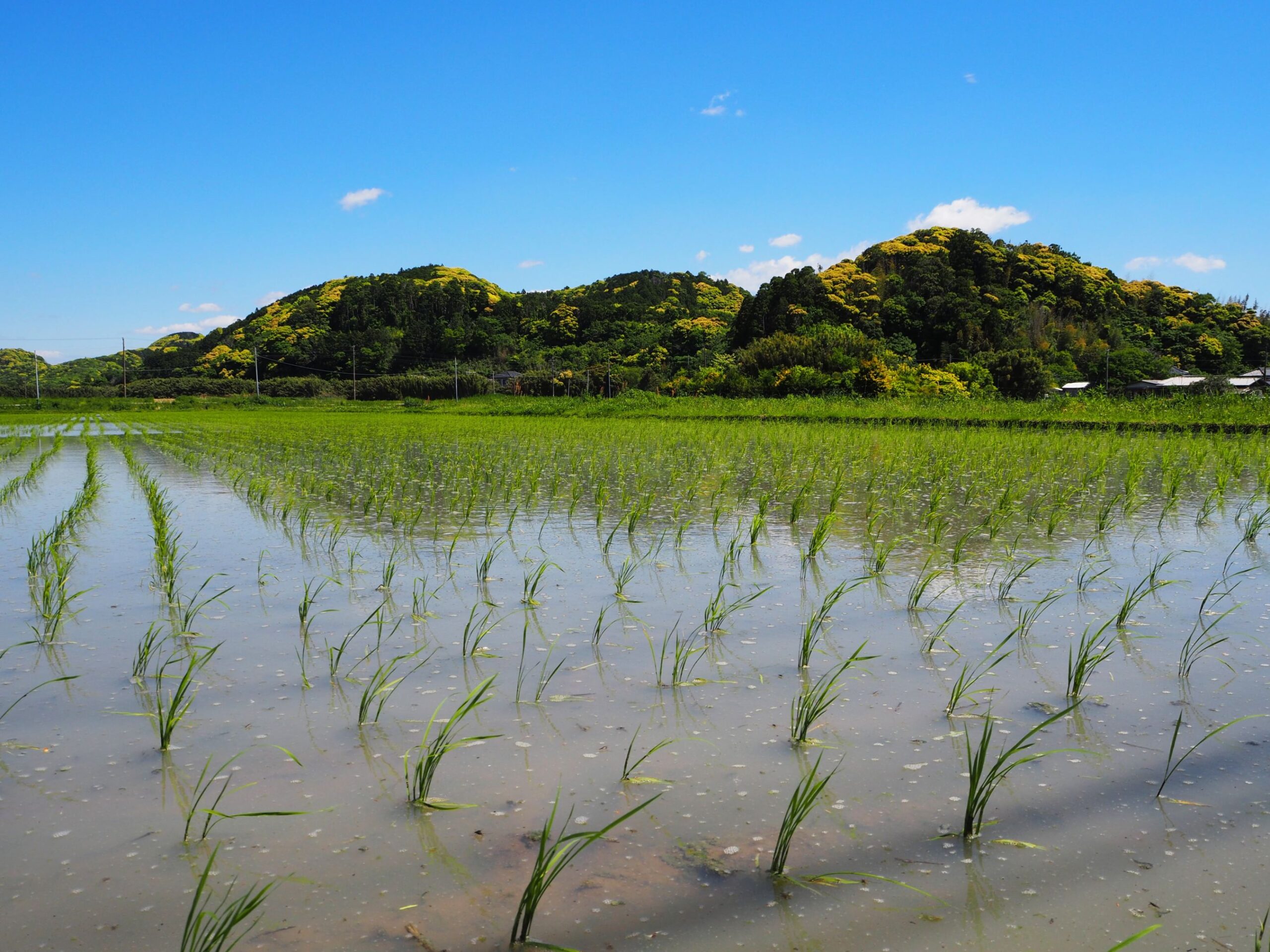 水田/丸山地区